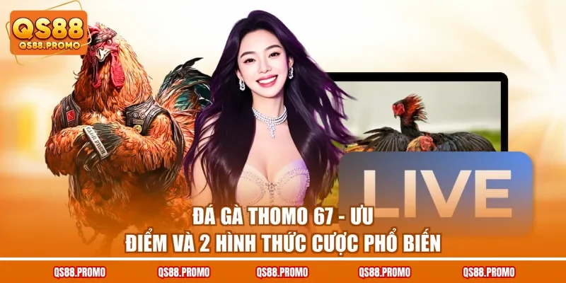 Đá Gà Thomo 67 - Ưu Điểm Và 2 Hình Thức Cược Phổ Biến