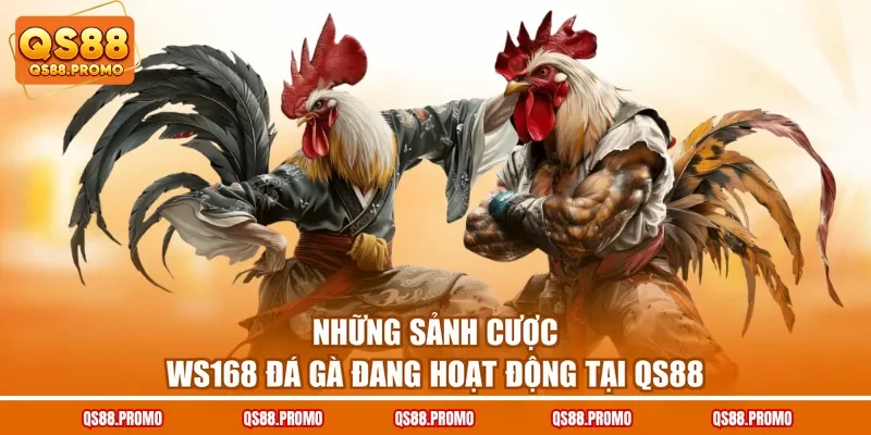 Những sảnh cược Ws168 đá gà đang hoạt động tại QS88