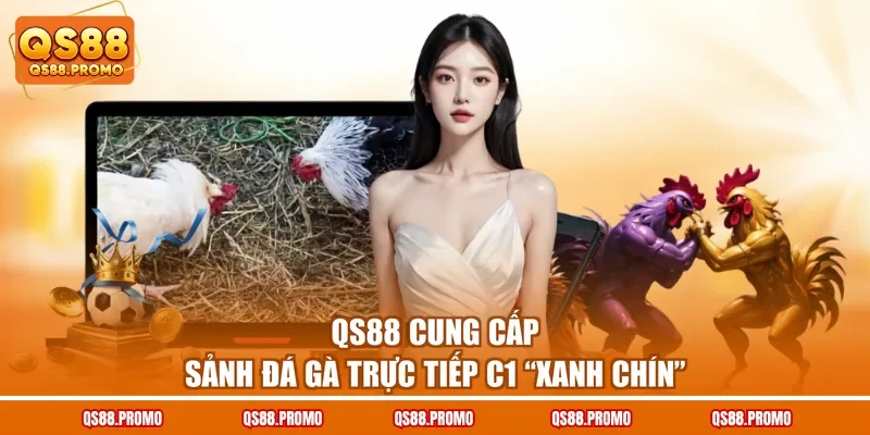 QS88 cung cấp sảnh đá gà trực tiếp C1 “xanh chín”
