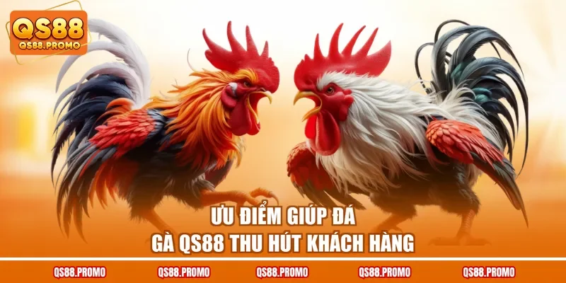 Ưu điểm giúp đá gà QS88 thu hút khách hàng